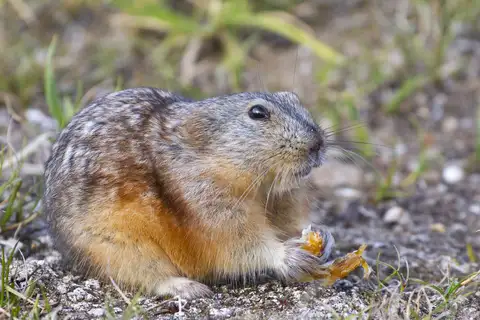 Northern Collared Lemming