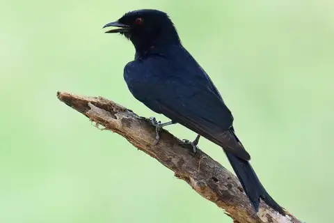 Fork-tailed Drongo