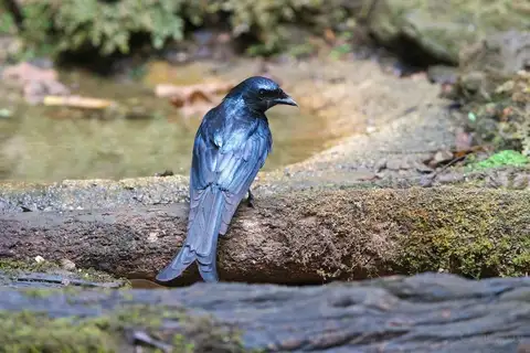 Bronzed Drongo