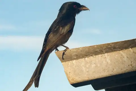 Aldabra Drongo