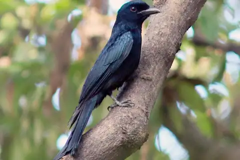 Crow-billed Drongo