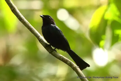 Shining Drongo