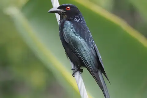 Spangled Drongo