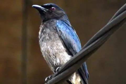 White-bellied Drongo