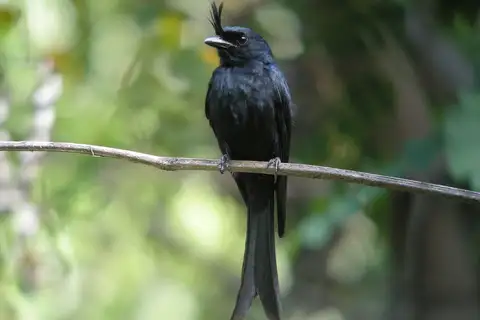 Crested Drongo