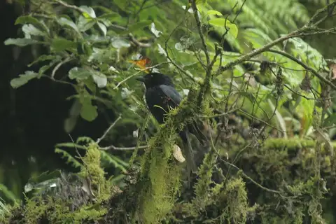 Grande Comore Drongo