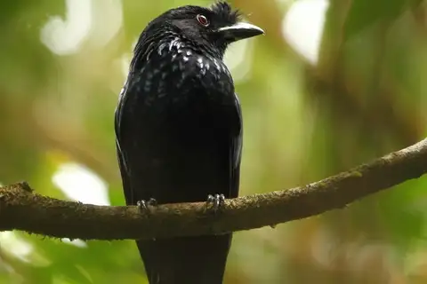 Sri Lanka Drongo