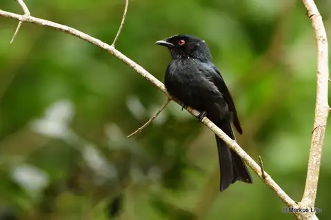 Square-tailed Drongo