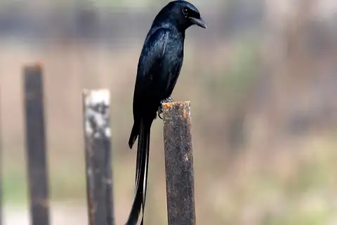 Black Drongo