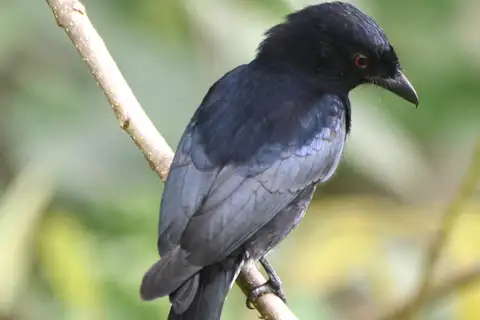 Velvet-mantled Drongo
