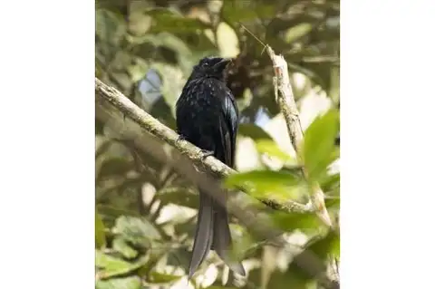 Sulawesi Drongo