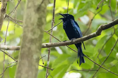 Palawan Drongo