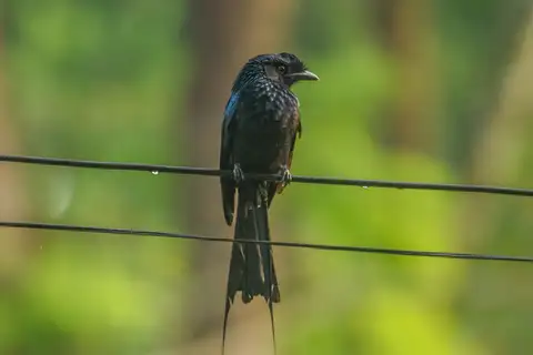 Greater Racket-tailed Drongo
