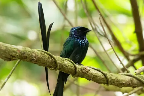 Lesser Racket-tailed Drongo
