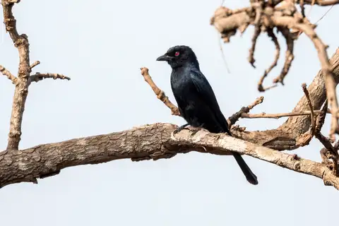 Sharpe's Drongo