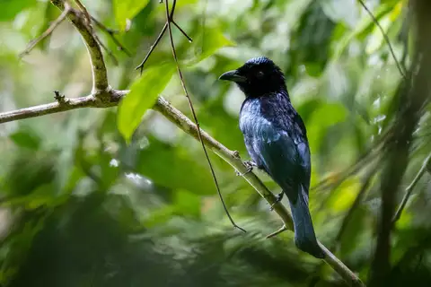 Short-tailed Drongo