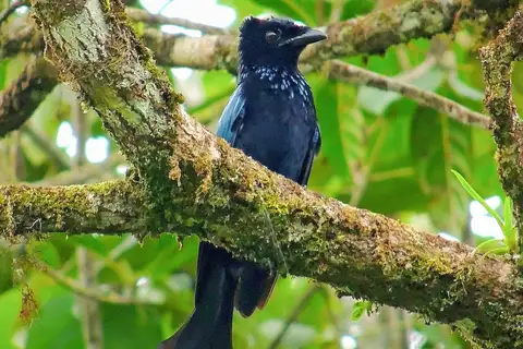 Sumatran Drongo