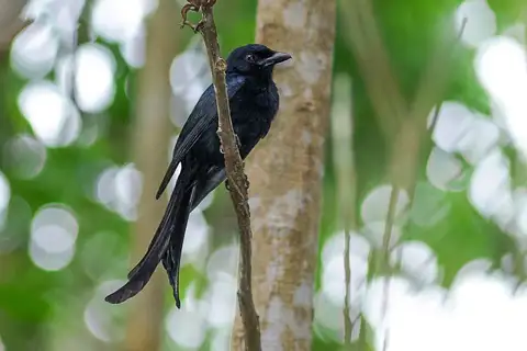 Mayotte Drongo