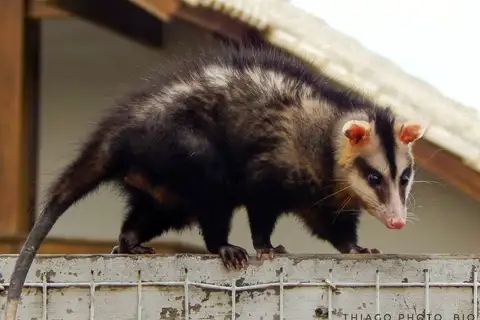 White-eared Opossum