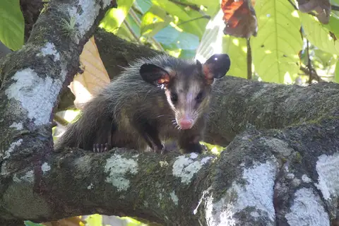 Big-eared Opossum