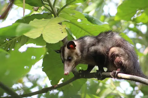 Southern Opossum