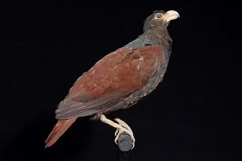 Tooth-billed Pigeon