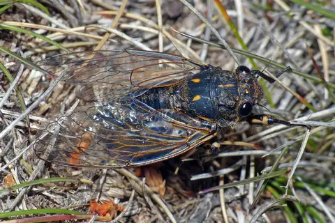 black twanger cicada