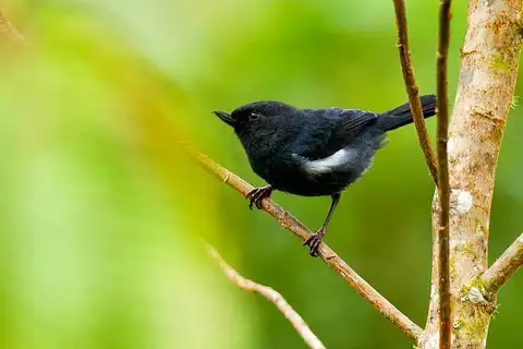 White-sided Flowerpiercer