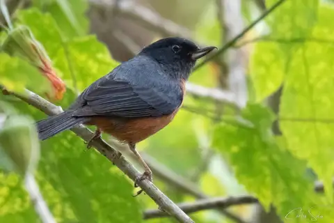 Cinnamon-bellied Flowerpiercer