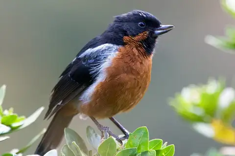 Black-throated Flowerpiercer
