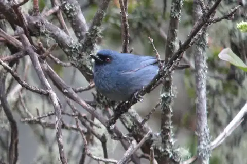 Bluish Flowerpiercer