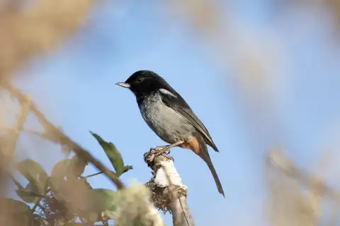 Grey-bellied Flowerpiercer