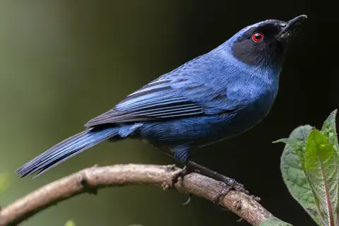Masked Flowerpiercer