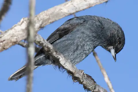 Scaled Flowerpiercer