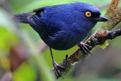Golden-eyed Flowerpiercer