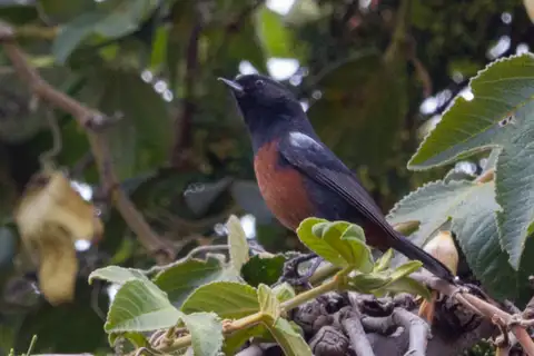 Merida Flowerpiercer