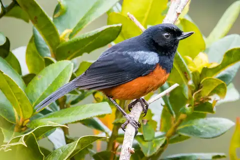 Chestnut-bellied Flowerpiercer