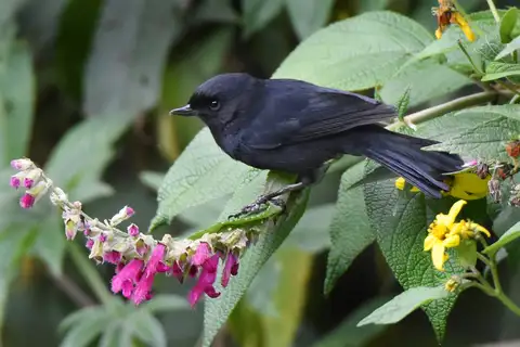 Black Flowerpiercer