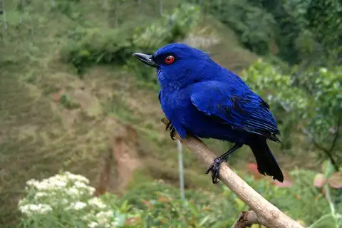 Indigo Flowerpiercer