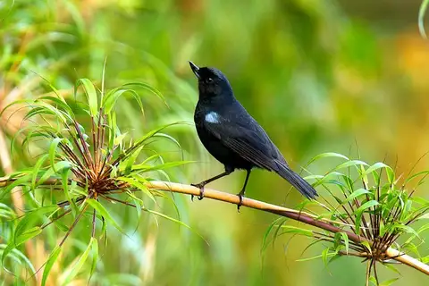 Glossy Flowerpiercer