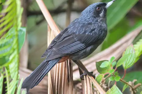 Greater Flowerpiercer