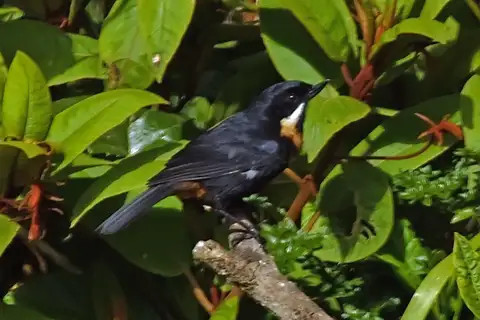 Moustached Flowerpiercer