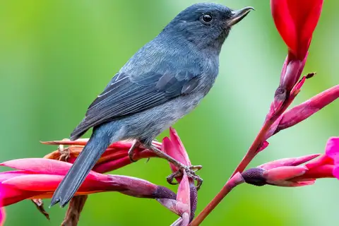 Slaty Flowerpiercer