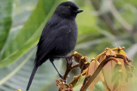 Venezuelan Flowerpiercer