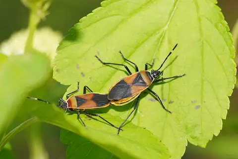 Harlequin Red Bug