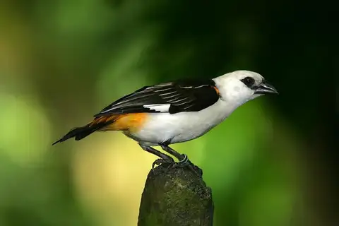 White-headed Buffalo Weaver