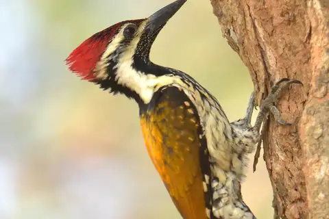 Black-rumped Flameback
