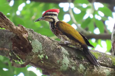 Common Flameback