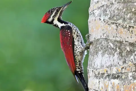 Red-backed Flameback