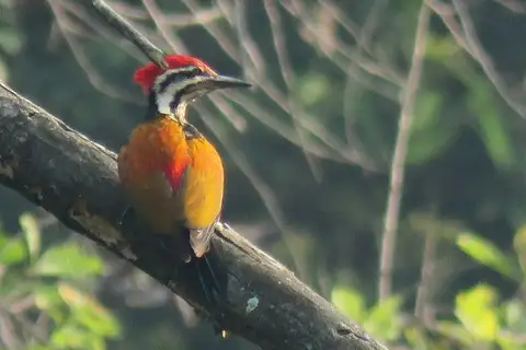 Himalayan Flameback